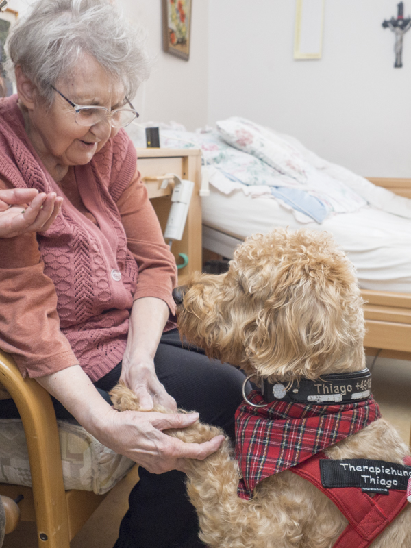 Therapiehund Thiago