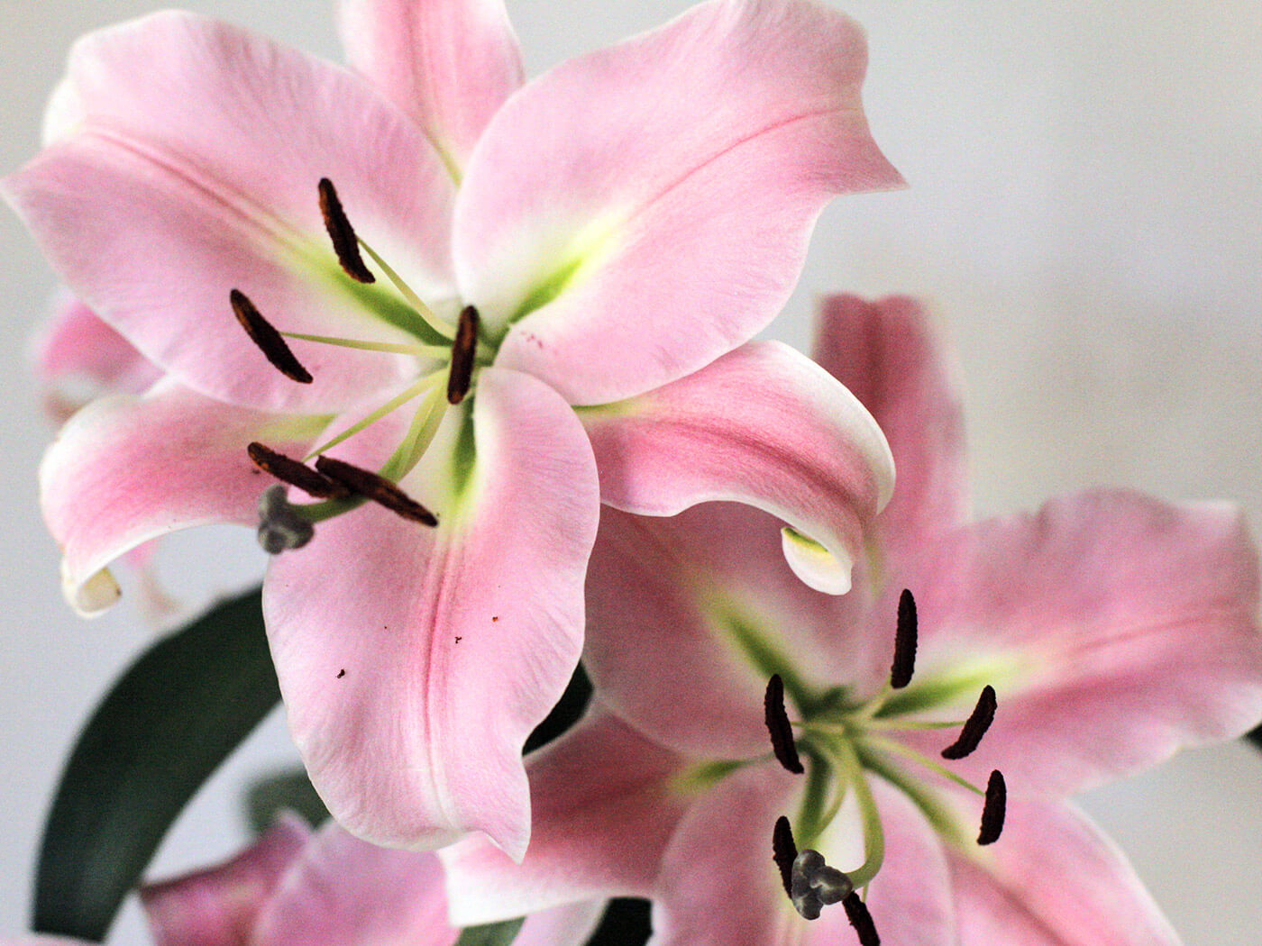Ansicht Lilien