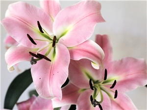 Ansicht Lilien