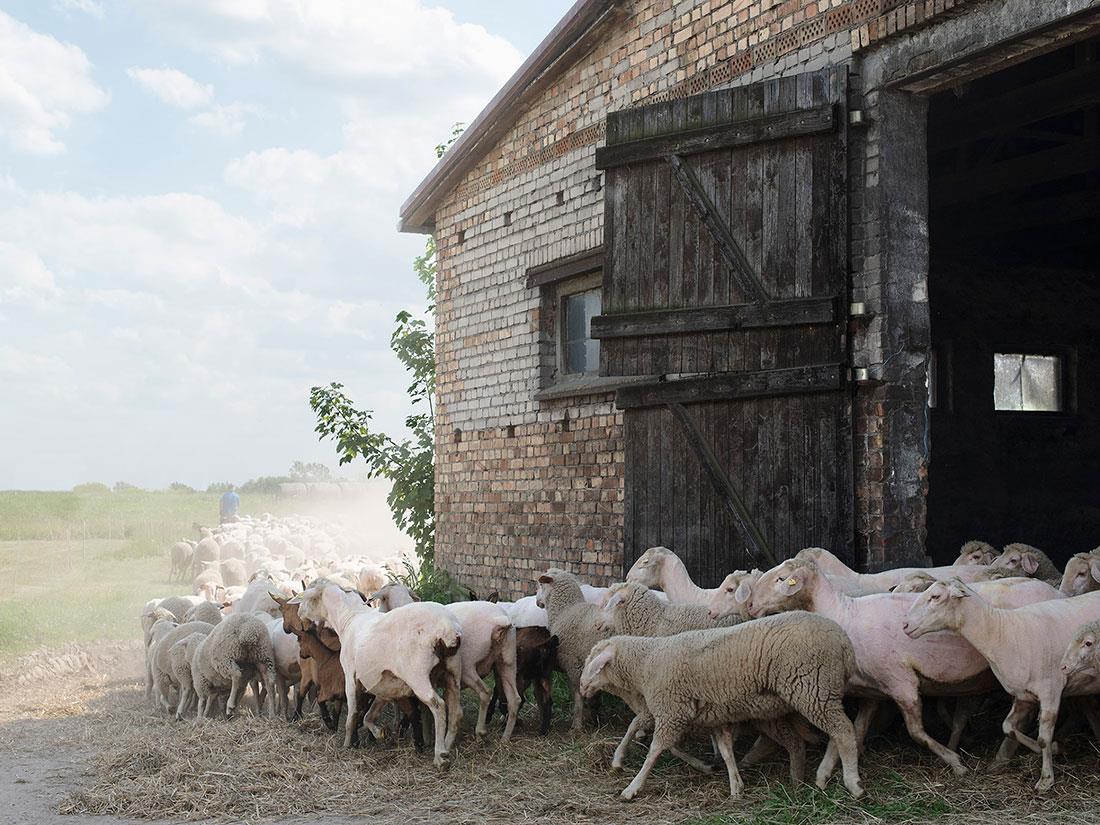 Schafherde