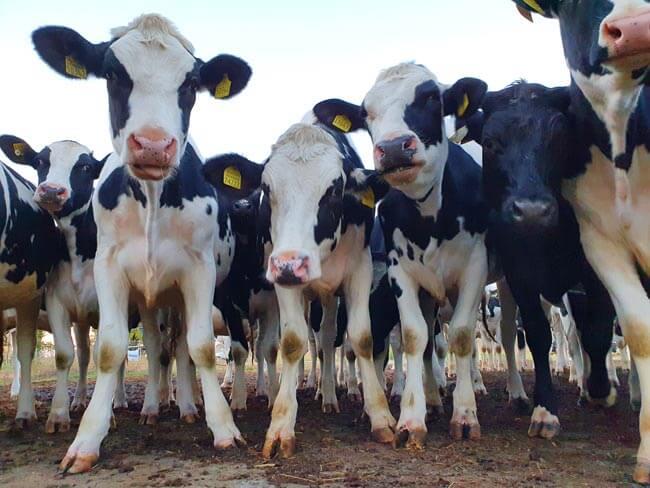 Junge Kühe schauen in die Kamera