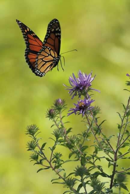 Schmetterling als Symbol für die Vergänglichkeit des Lebens